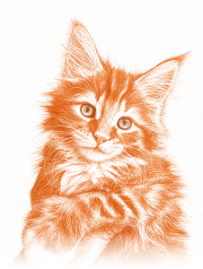 A screenprinted ginger kitten